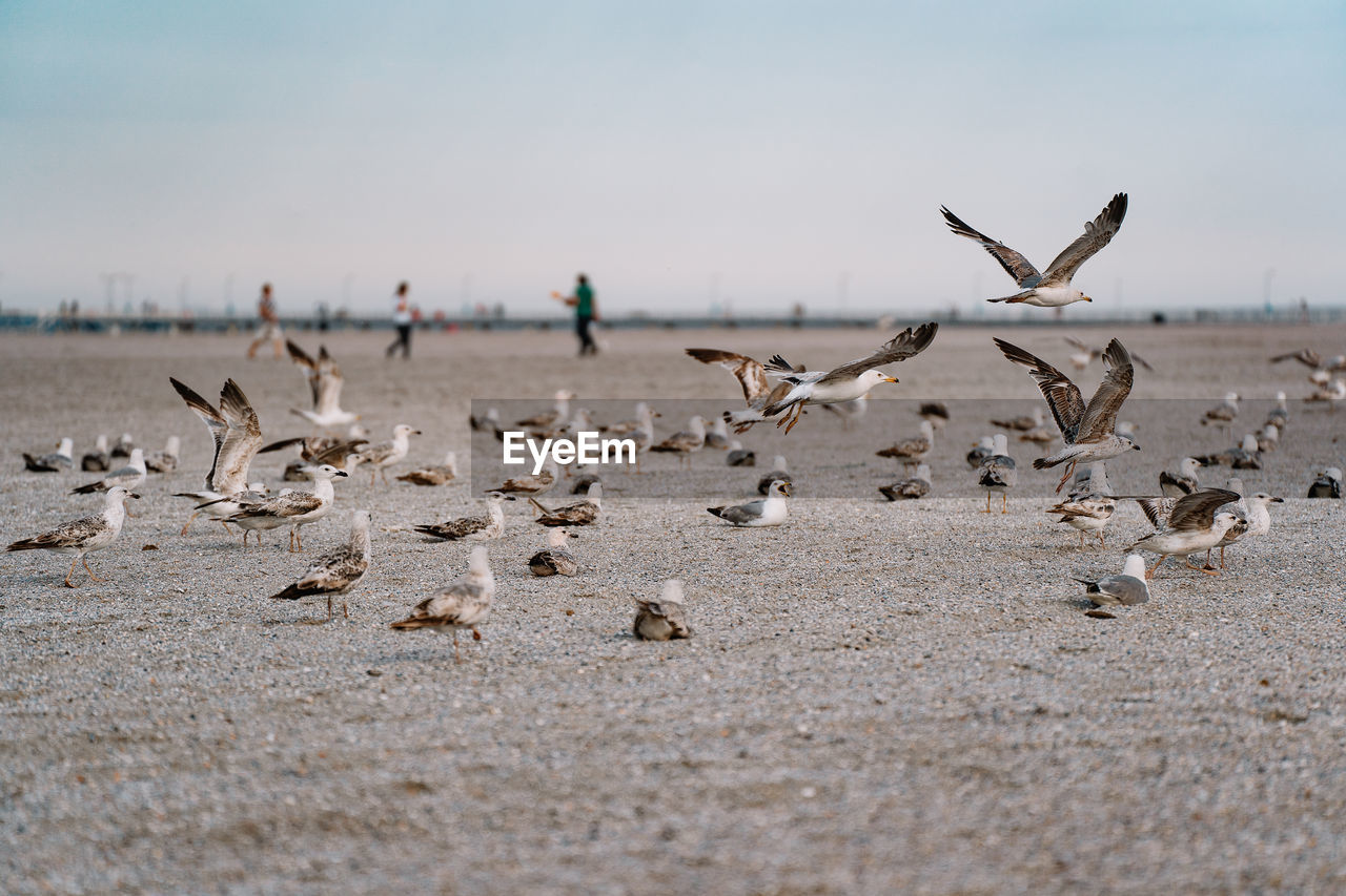 Flock of seagull birds flying on beach