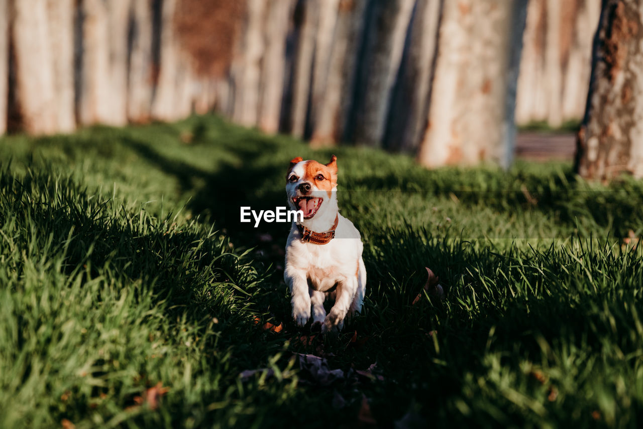 DOG SITTING IN FIELD