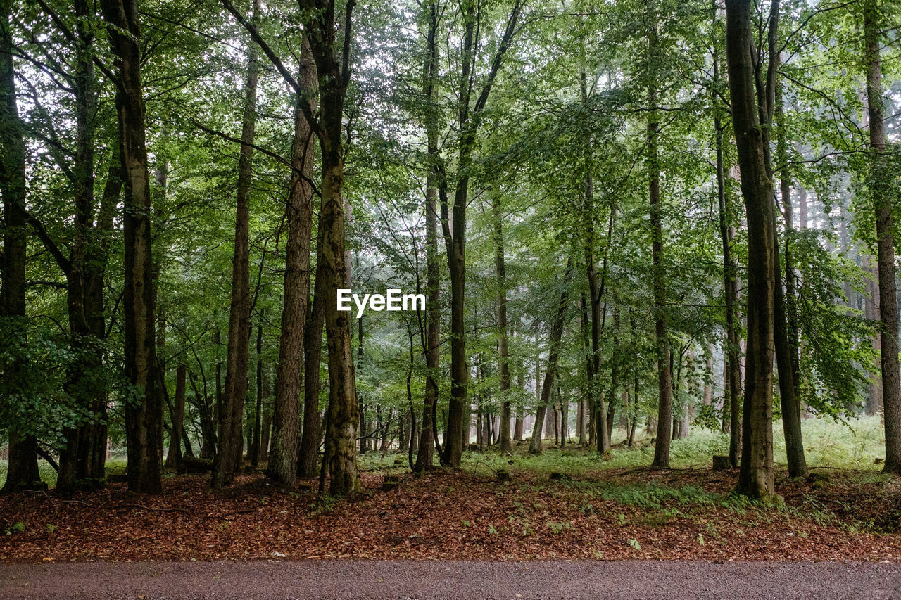 Trees growing in forest