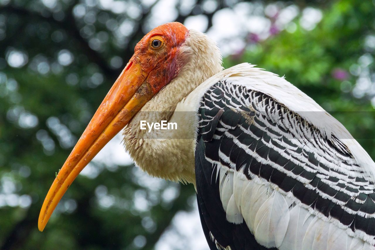 CLOSE-UP OF BIRD PERCHING ON LEAF