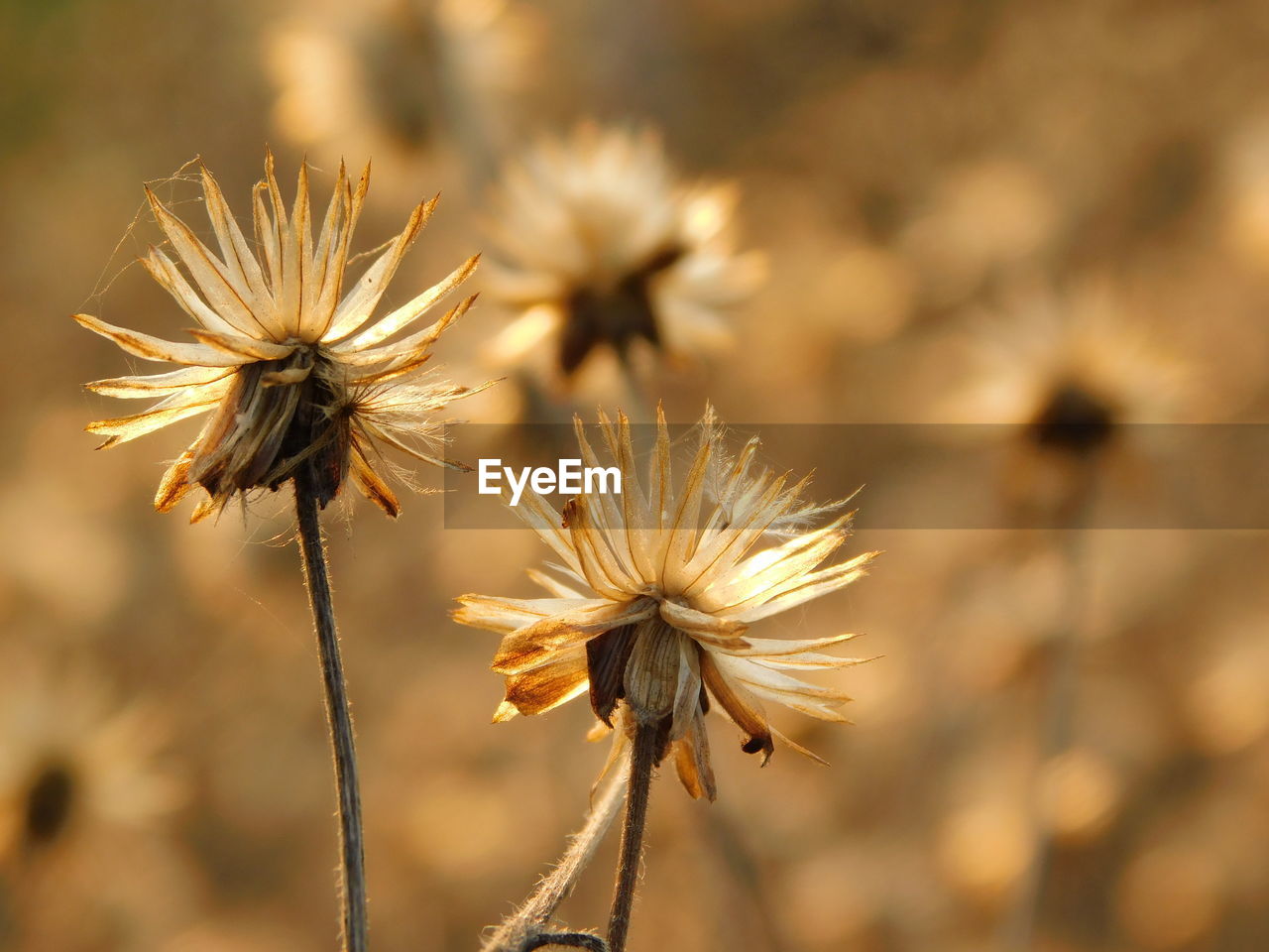 Close-up of thistle blooming outdoors