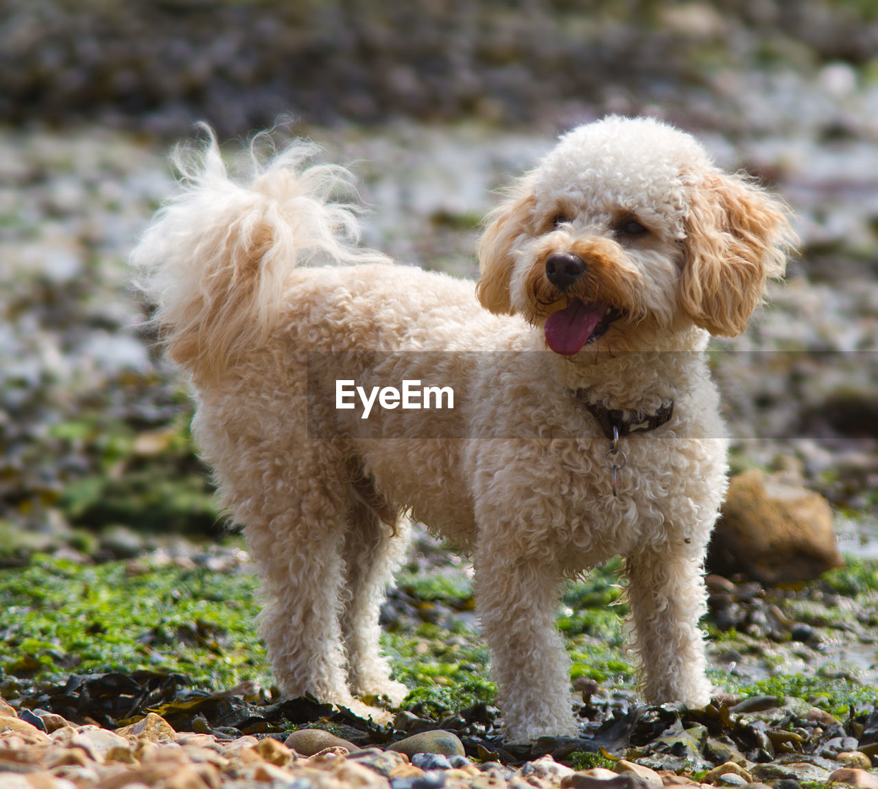 Dog standing on field