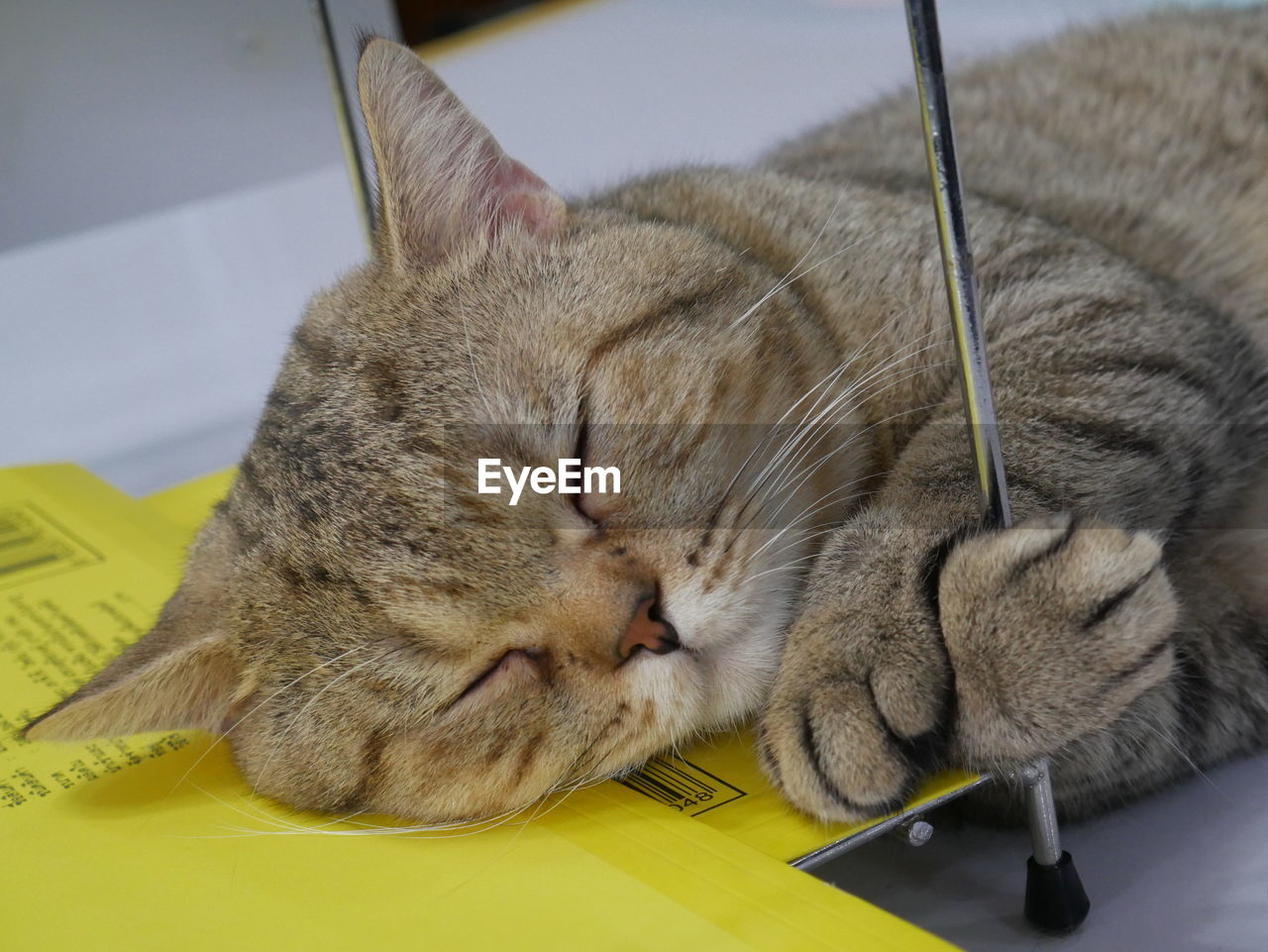 CLOSE-UP OF CAT SLEEPING ON BLANKET