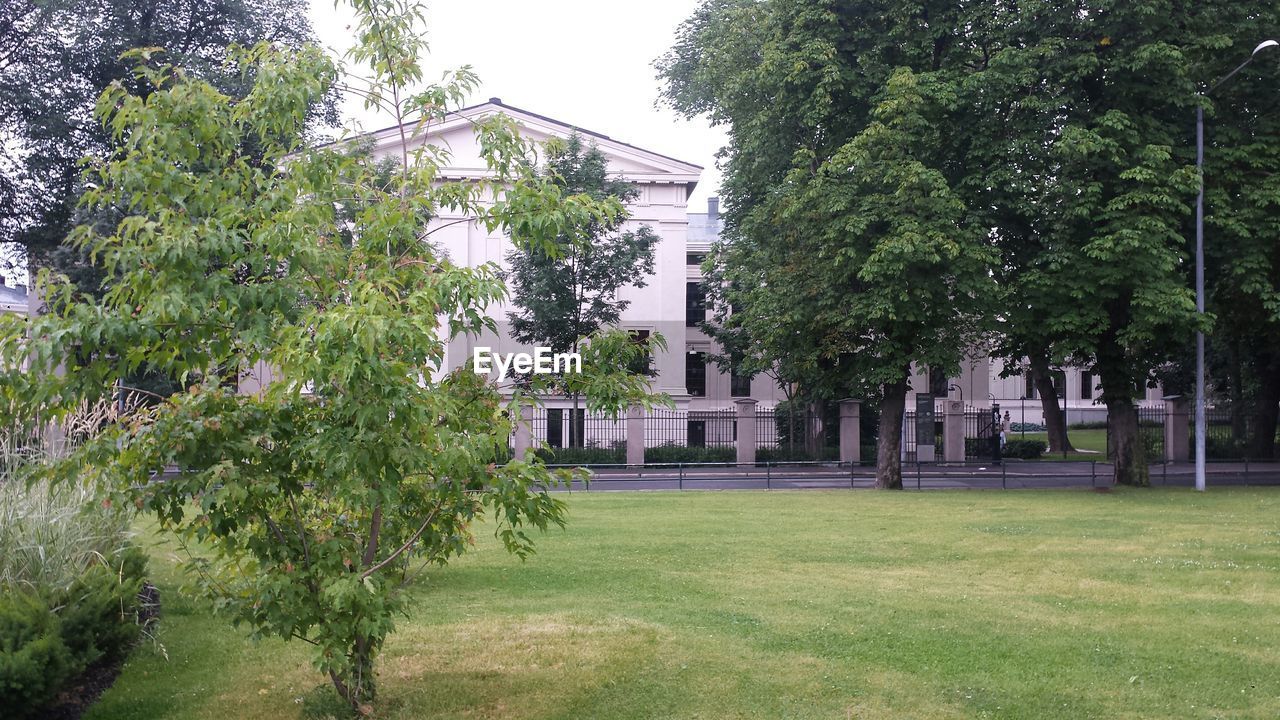 VIEW OF TREES IN LAWN