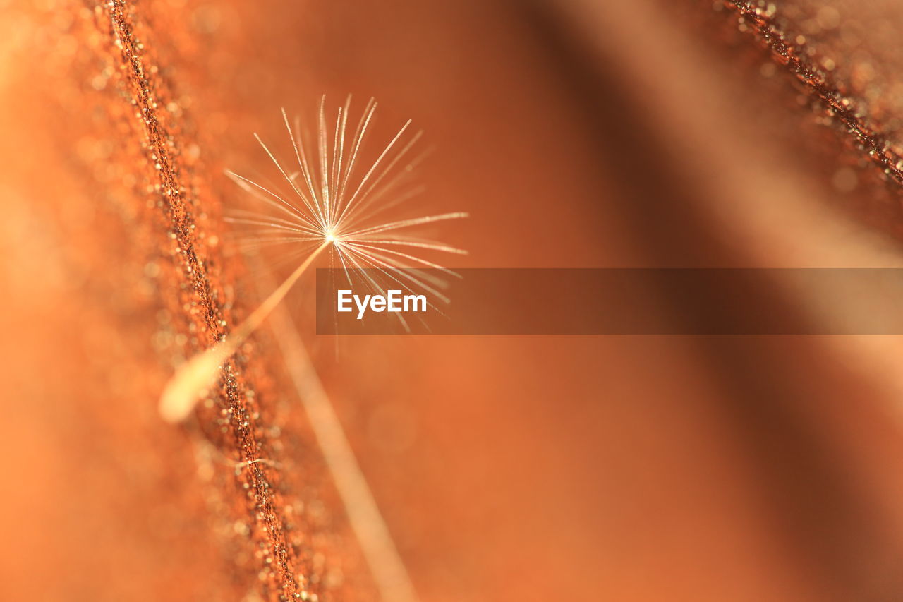 CLOSE-UP OF DANDELION AGAINST BLUE SKY