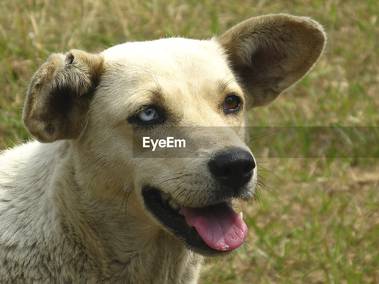 Close-up portrait of dog