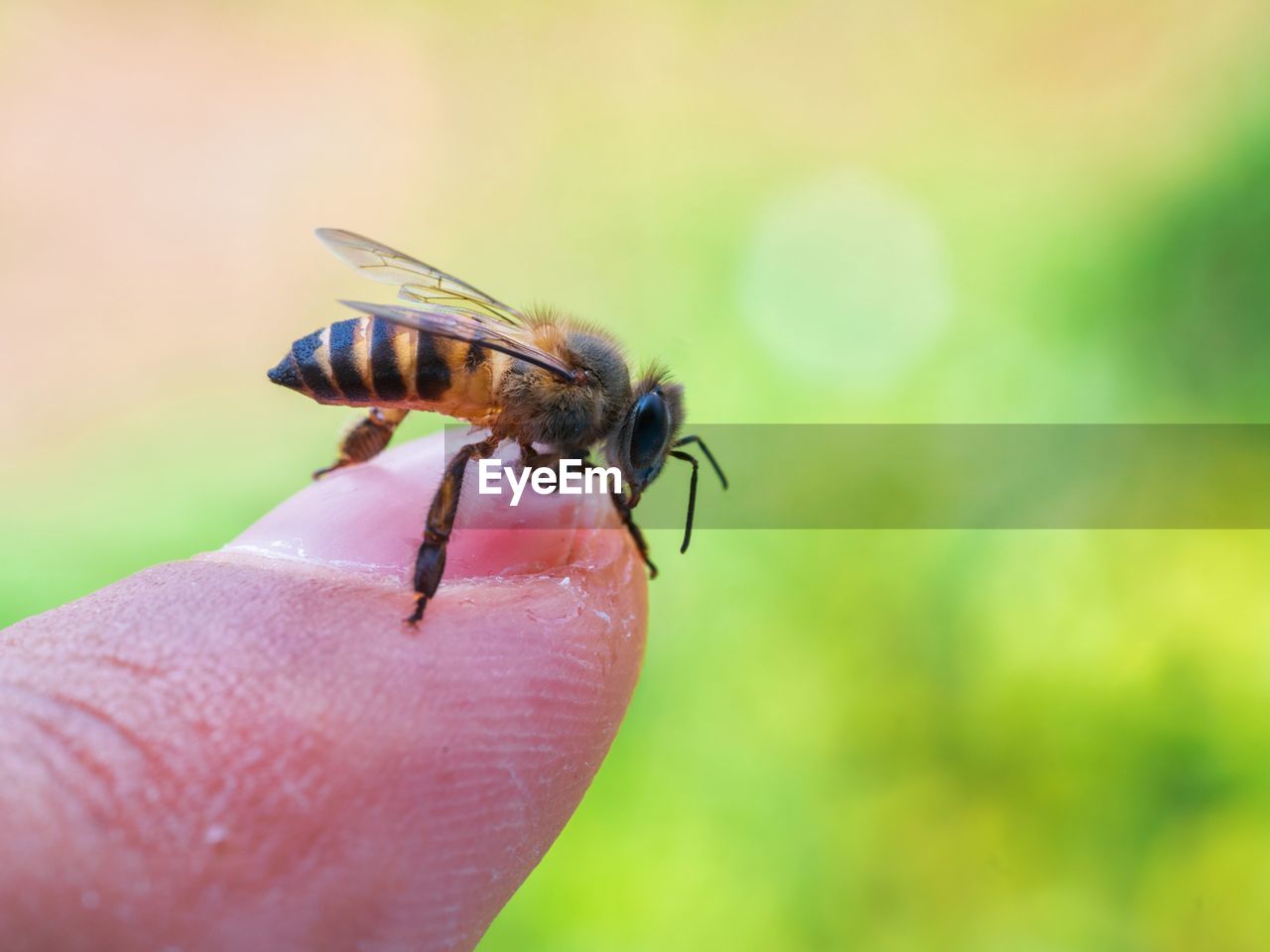 CLOSE-UP OF CATERPILLAR ON HAND