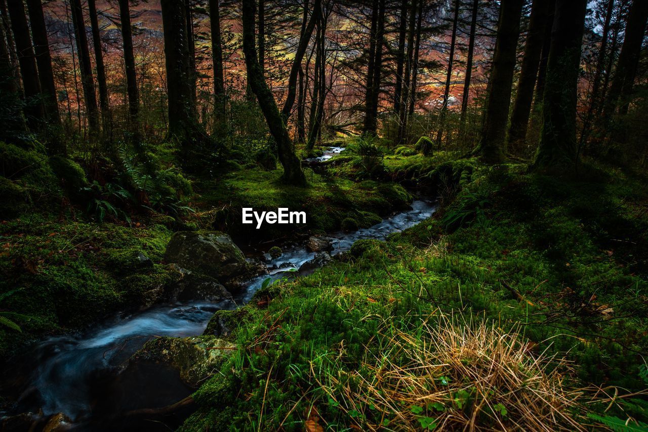 Stream flowing amidst trees in forest