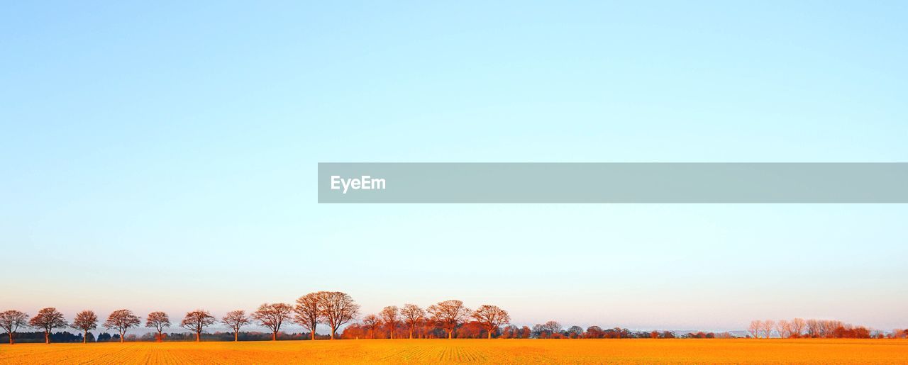 Panoramic view of field and trees against clear sky