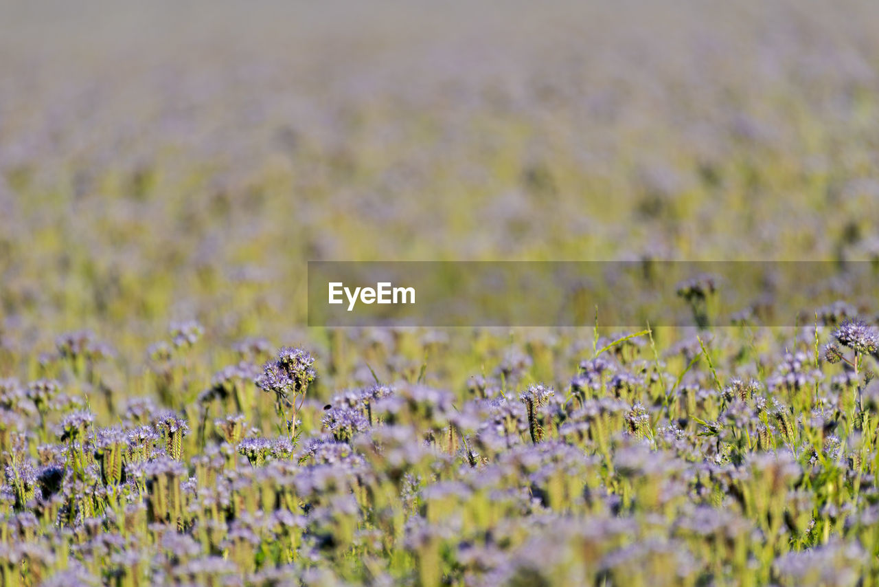 Scenic view of flowering plants on field