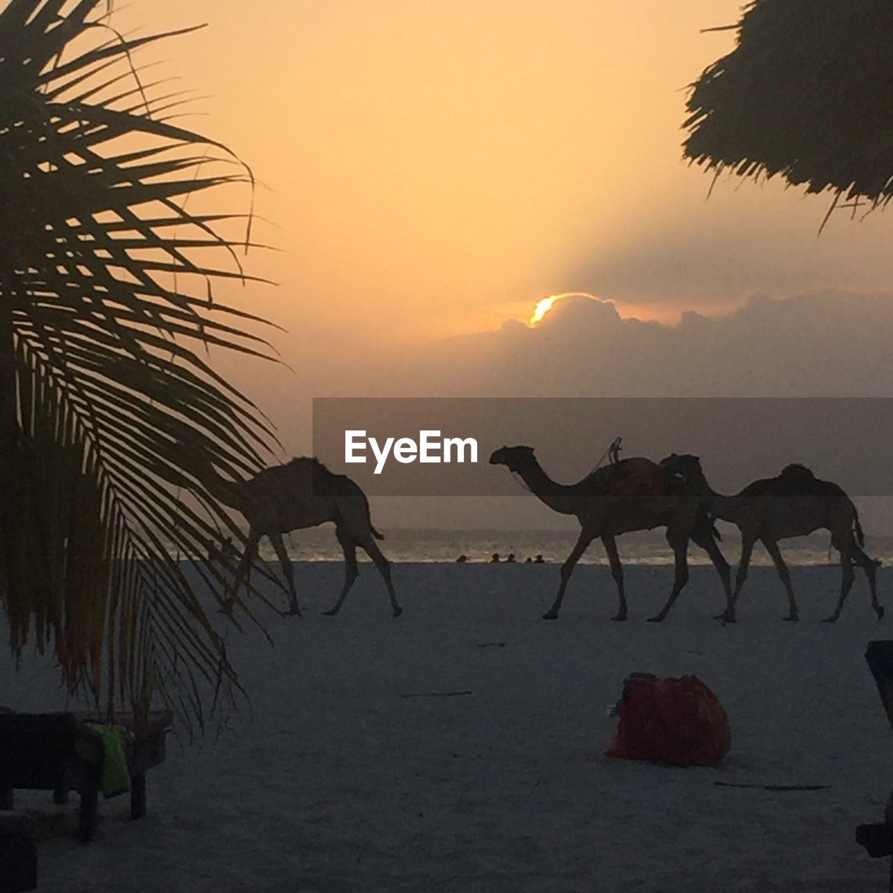 SILHOUETTE HORSE AGAINST SUNSET SKY