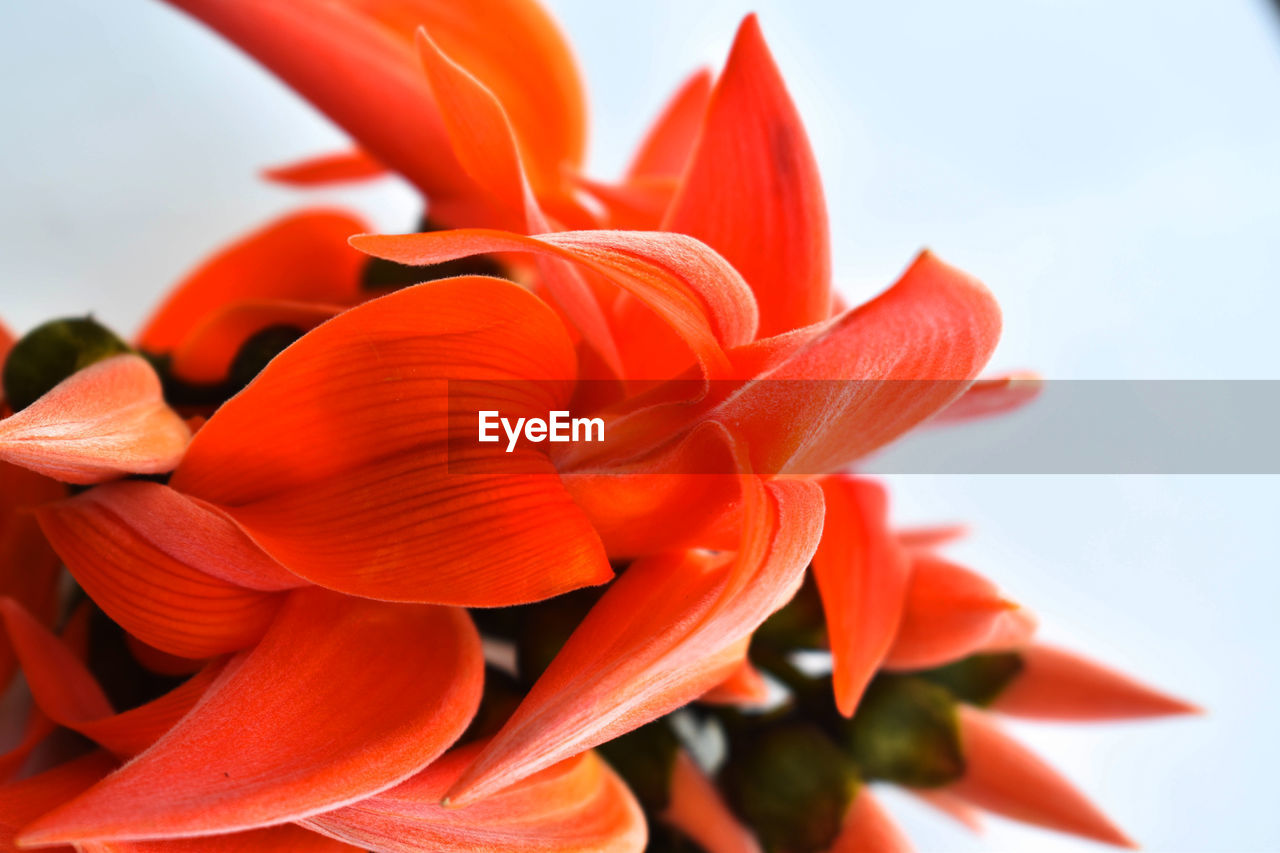 CLOSE-UP OF RED ROSE FLOWERS