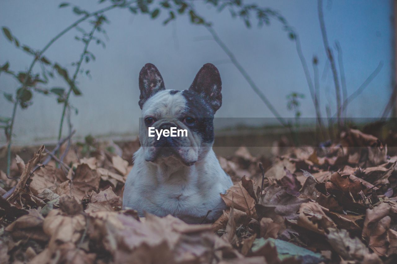 Close-up of dog sitting on autumn leaves against sky