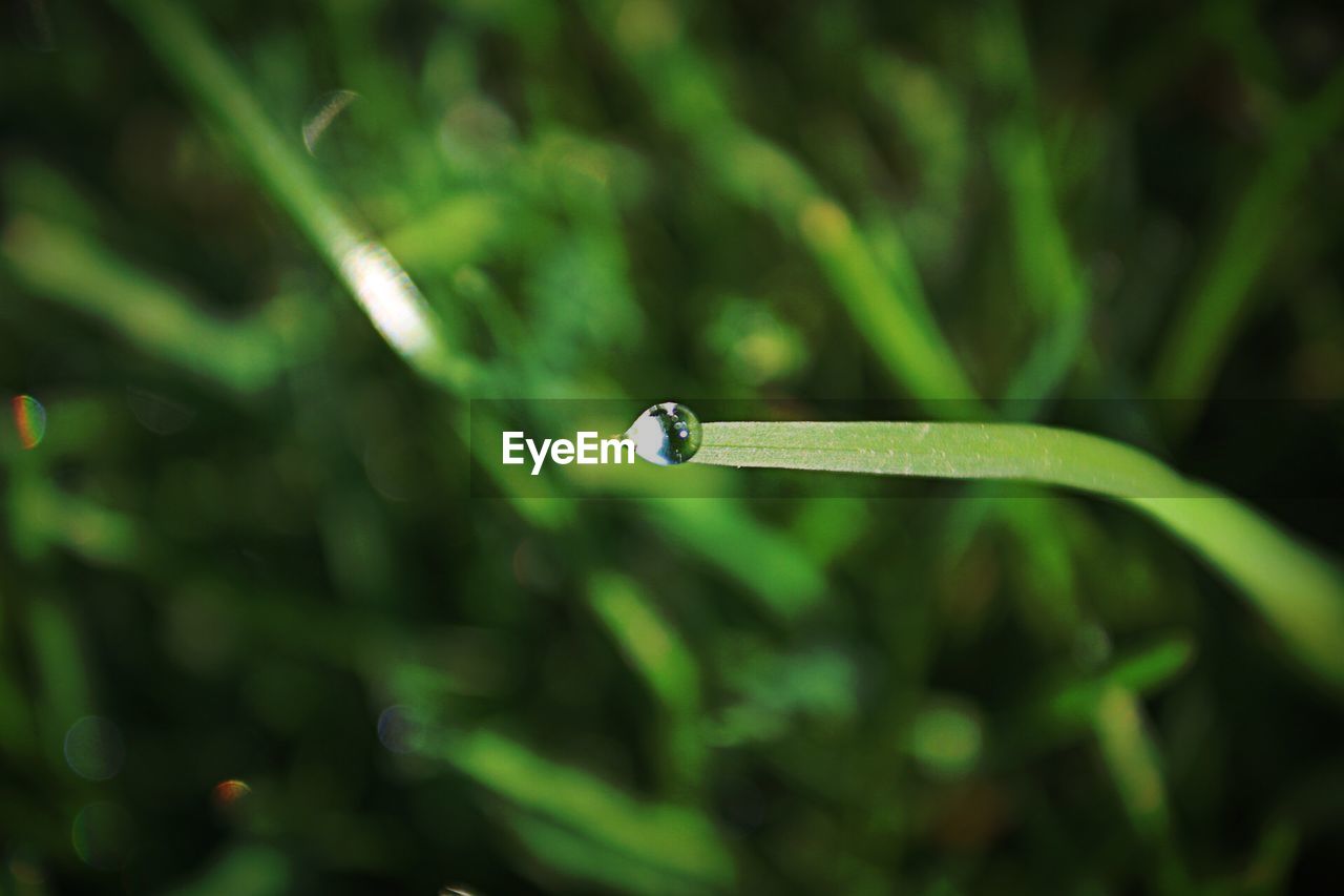 HIGH ANGLE VIEW OF RAINDROPS ON GRASS