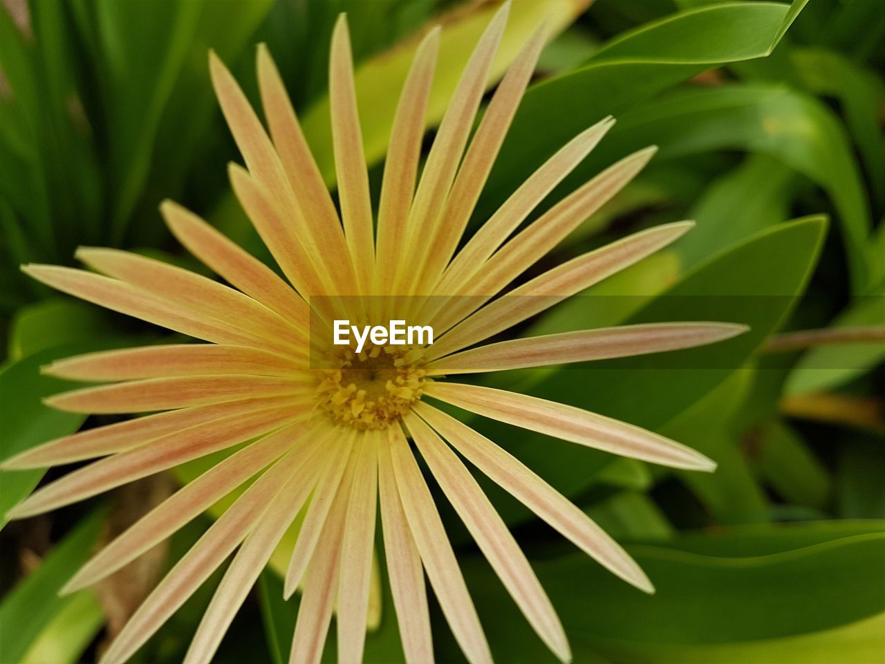 Close-up of flower blooming outdoors