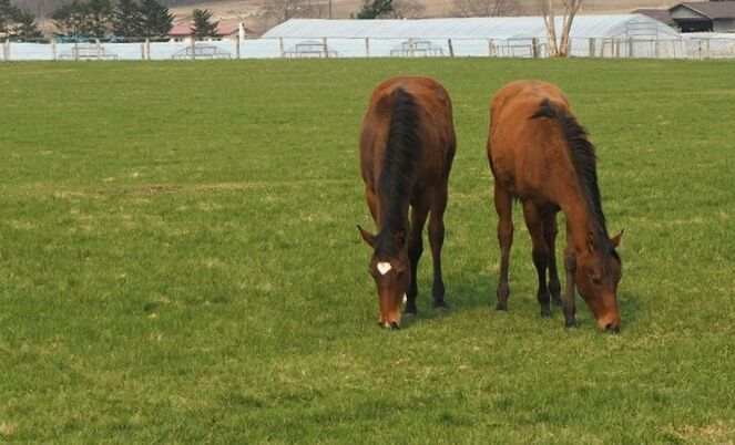 VIEW OF HORSE GRAZING ON GRASSY FIELD