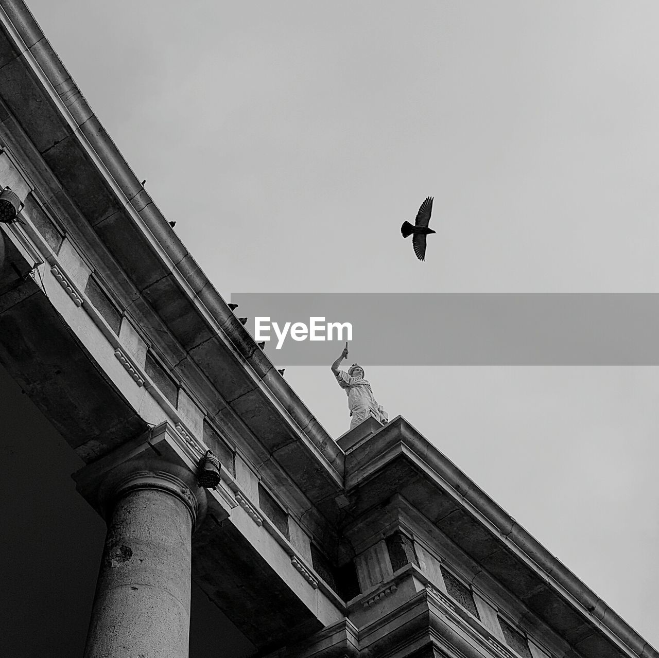 LOW ANGLE VIEW OF A BIRD FLYING IN CITY