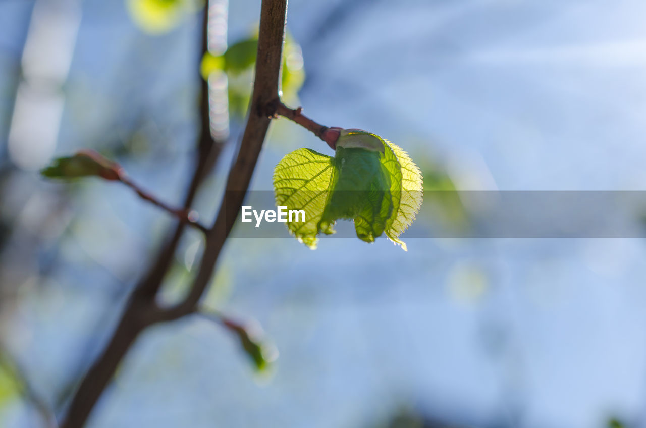 Close-up of green leaf on plant