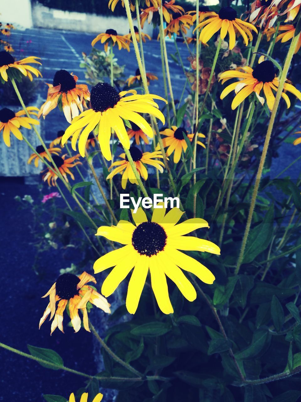 CLOSE-UP OF YELLOW FLOWERS