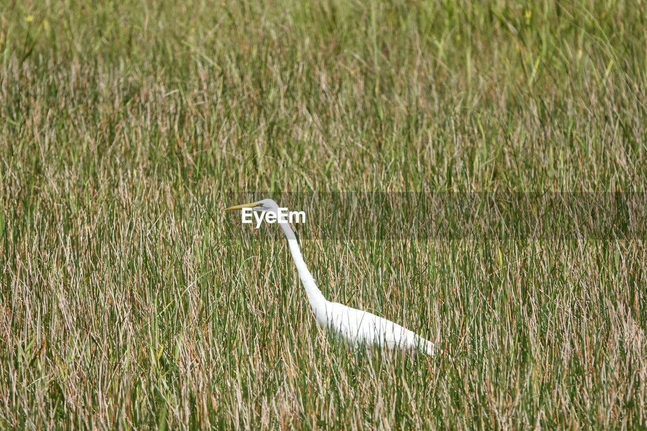 animal themes, animal, bird, plant, wildlife, animal wildlife, grass, one animal, grassland, heron, wetland, nature, green, no people, natural environment, day, prairie, field, land, growth, white, meadow, outdoors, beauty in nature, marsh