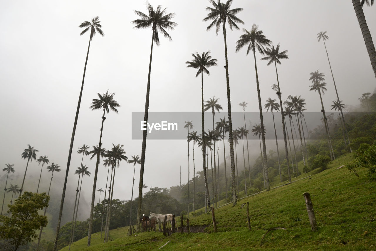 Panoramic view of palm trees on landscape against sky