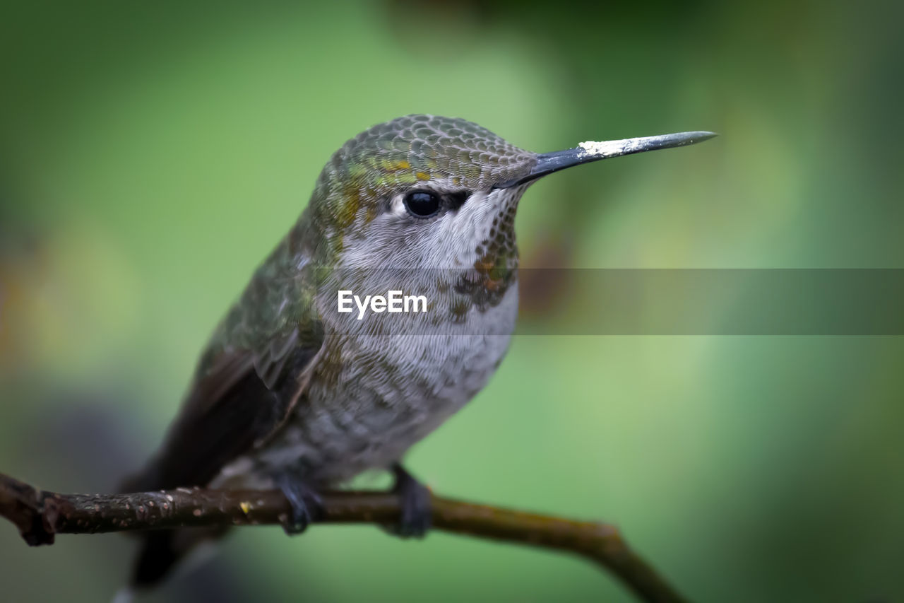 Close-up of hummingbird perching on plant