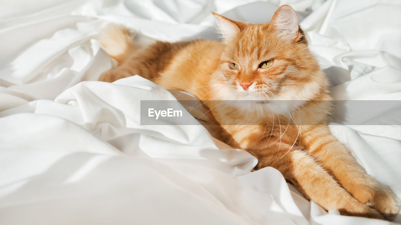 Cute ginger cat is lying in bed. fluffy pet has a nap ion white linen. cozy morning at bedroom. 