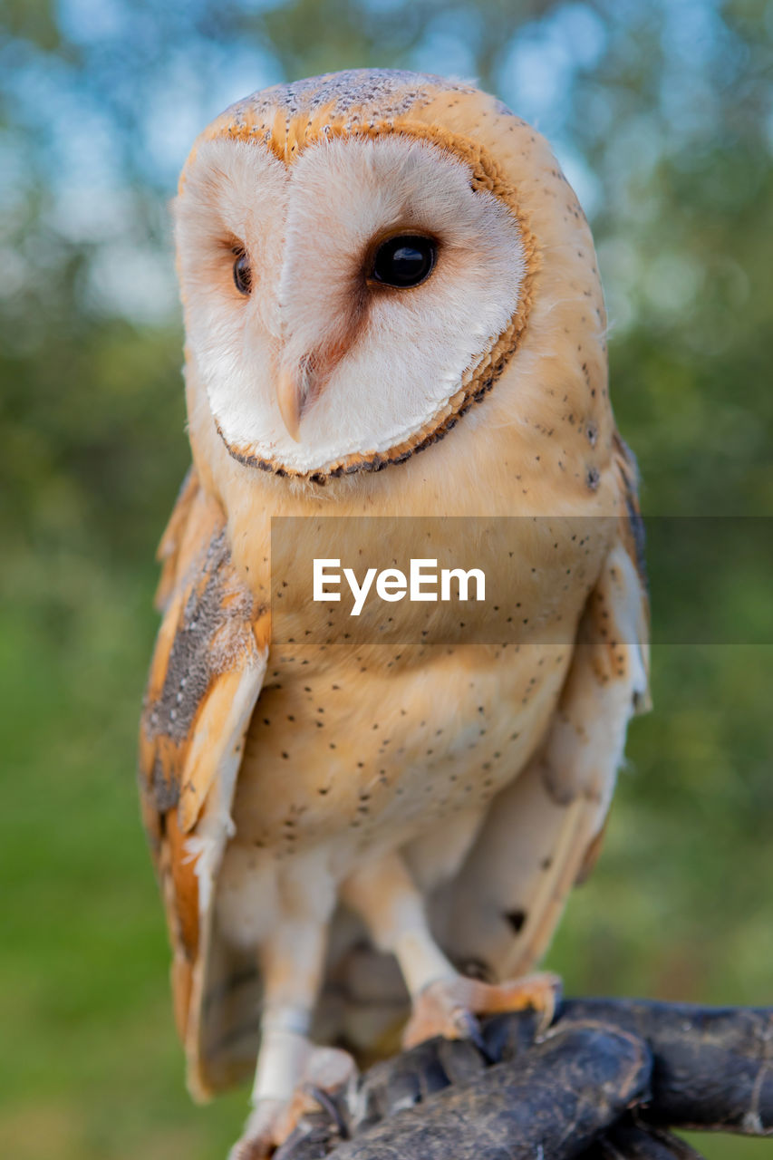 CLOSE-UP PORTRAIT OF OWL AGAINST BLURRED BACKGROUND