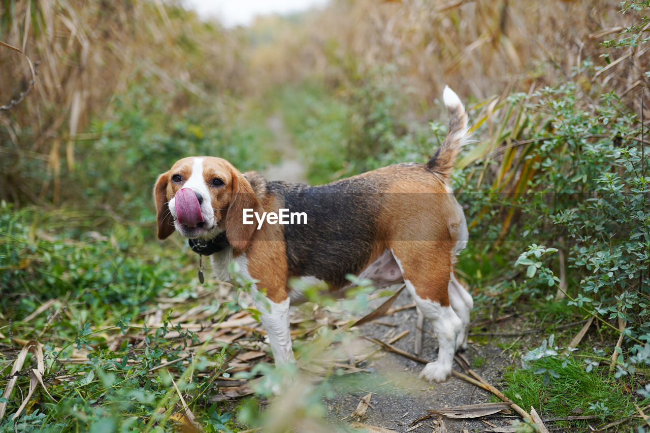 Dog beagle breed standing on green grass
