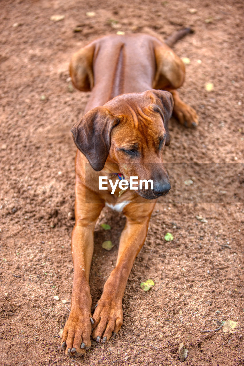 PORTRAIT OF DOG ON FIELD