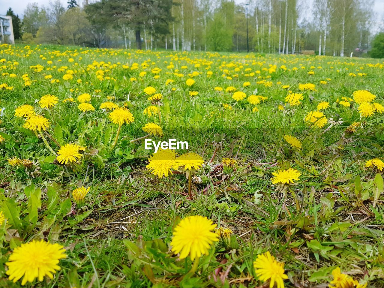 VIEW OF YELLOW FLOWERS ON FIELD