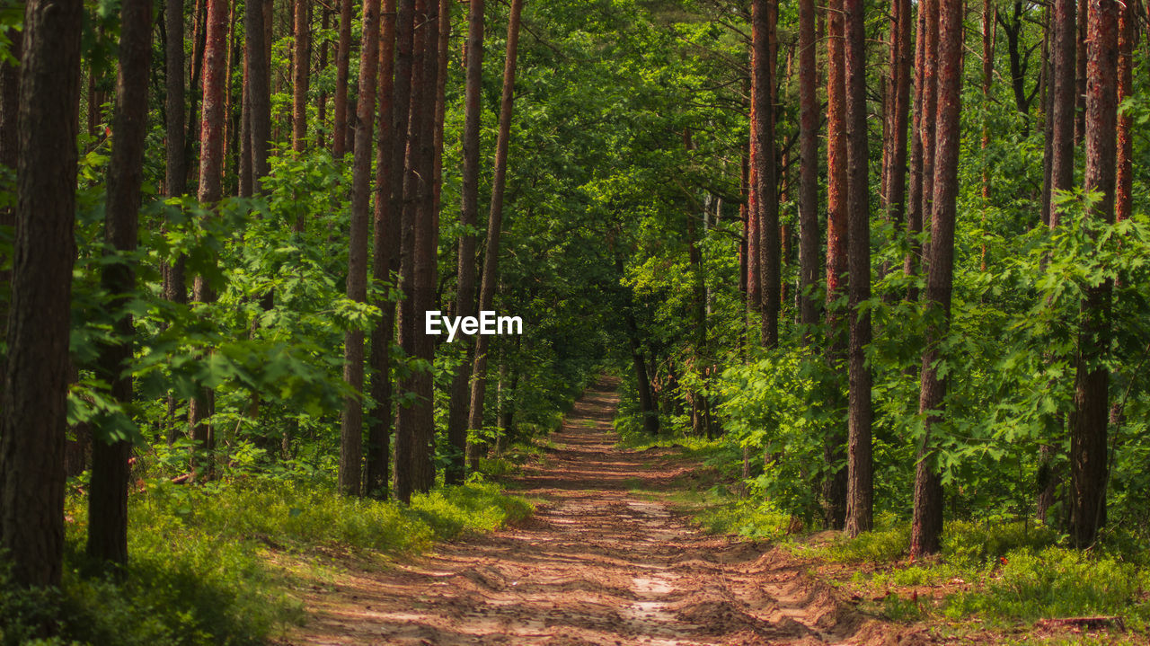 Footpath amidst trees in forest