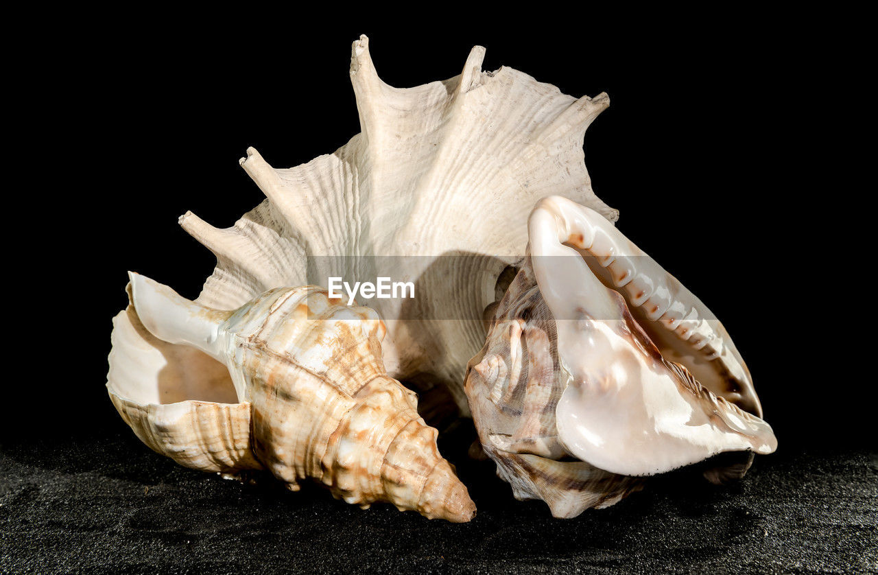 Still life composition of the three big seashells on a black sand background.