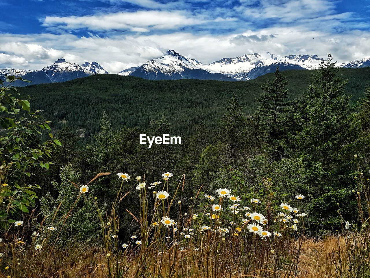 Scenic view of flowering plants on field against sky