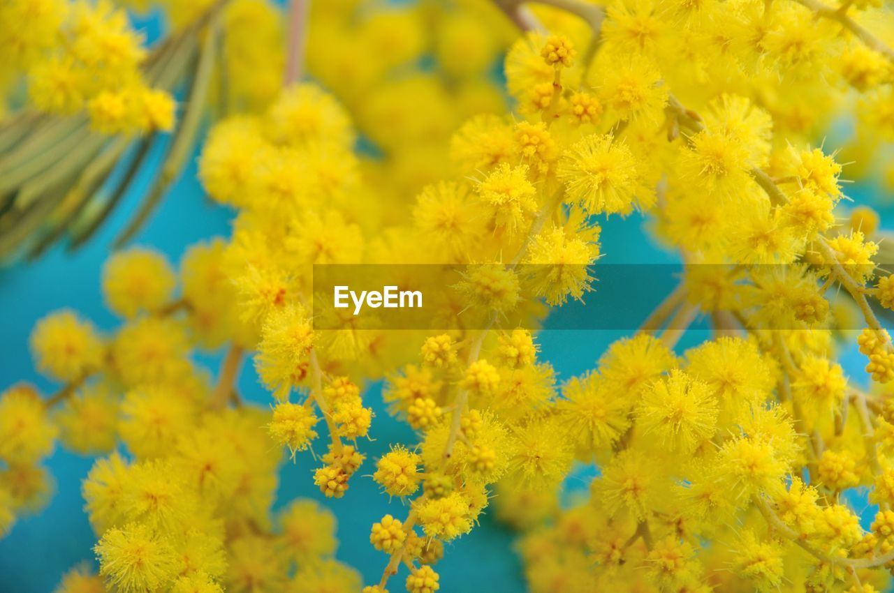 CLOSE-UP OF YELLOW FLOWERING PLANT AGAINST BLUE SKY