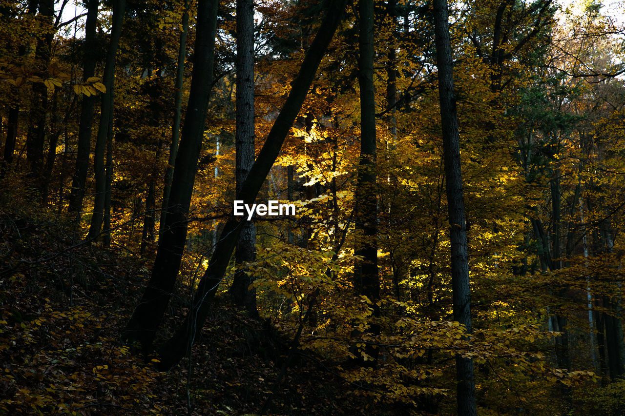 TREES AND PLANTS IN FOREST