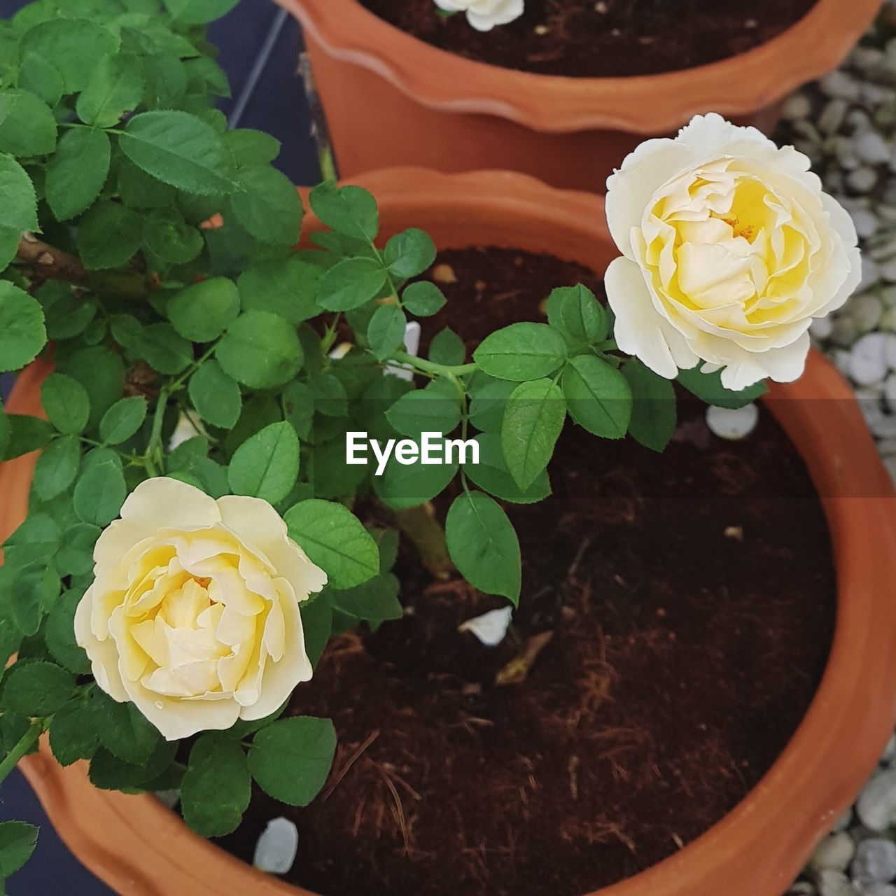 HIGH ANGLE VIEW OF ROSES BLOOMING OUTDOORS