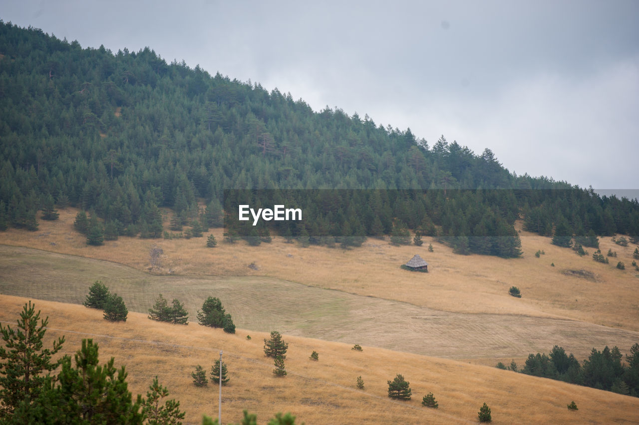 Scenic view of trees on field against sky