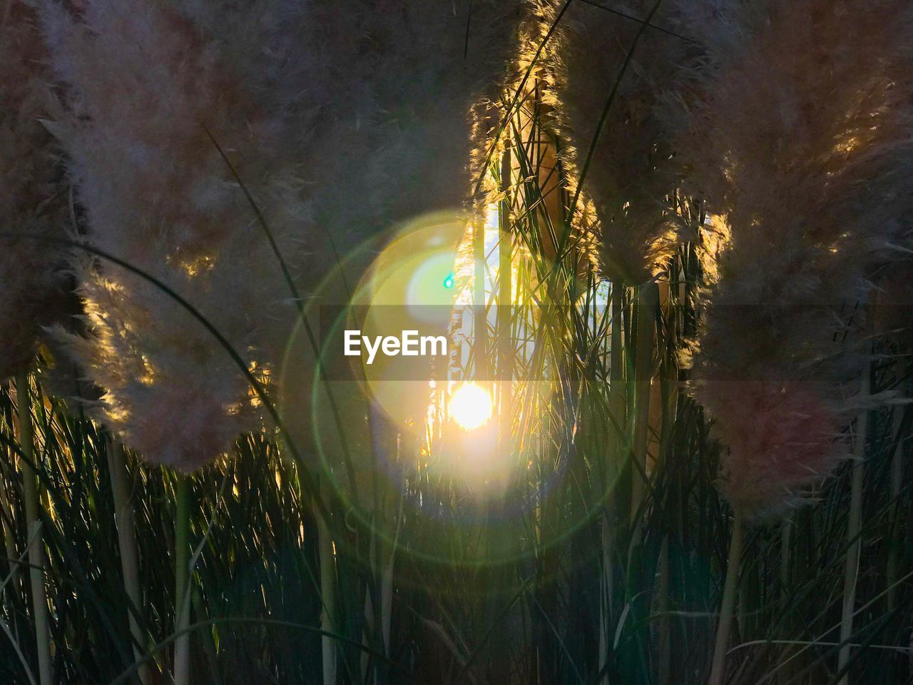 CLOSE-UP OF ILLUMINATED FIELD AGAINST SKY AT SUNSET