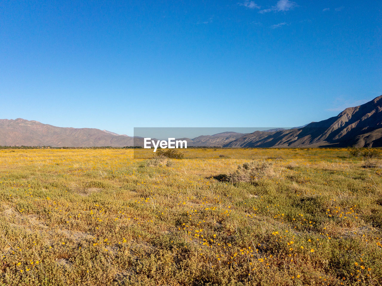 Scenic view of field against clear blue sky