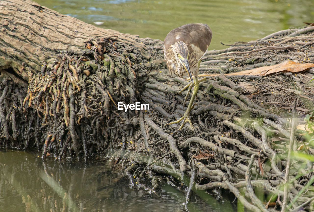 BIRDS IN LAKE