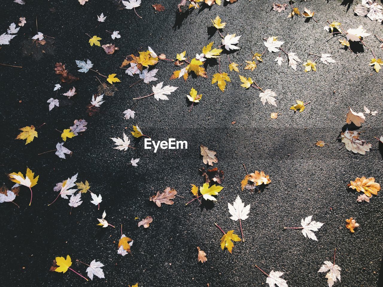 High angle view of fallen maple leaves on road