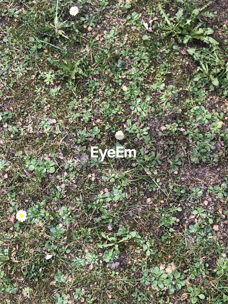 HIGH ANGLE VIEW OF FLOWERING PLANT ON LAND