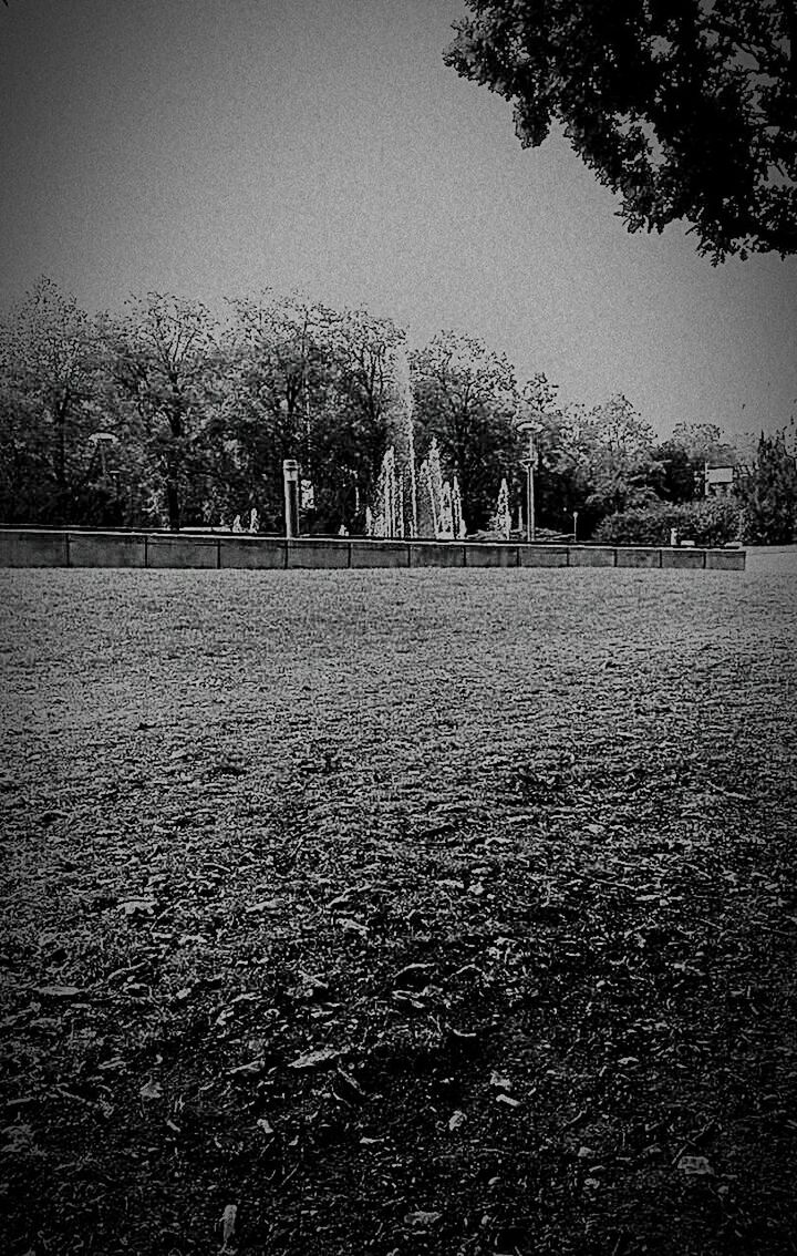 VIEW OF TREES IN THE DARK