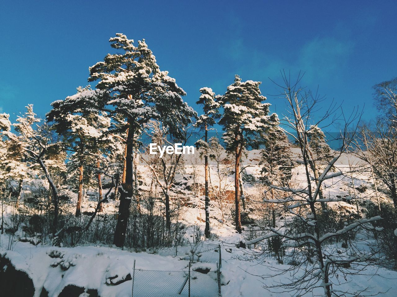 Low angle view of trees on snow covered landscape