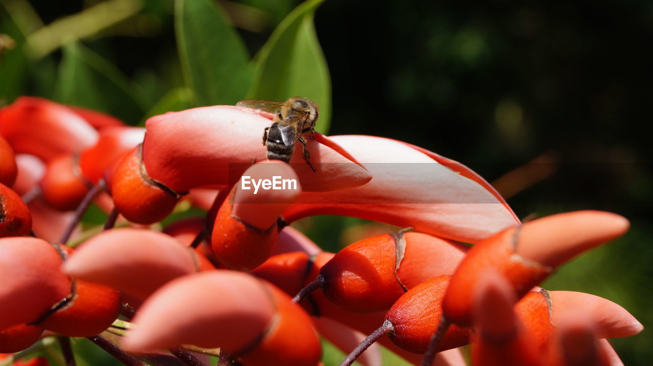 Close-up of insect on red flowers