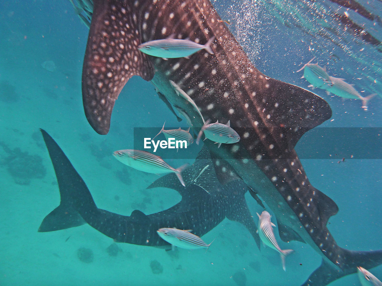 HIGH ANGLE VIEW OF FISH IN SEA