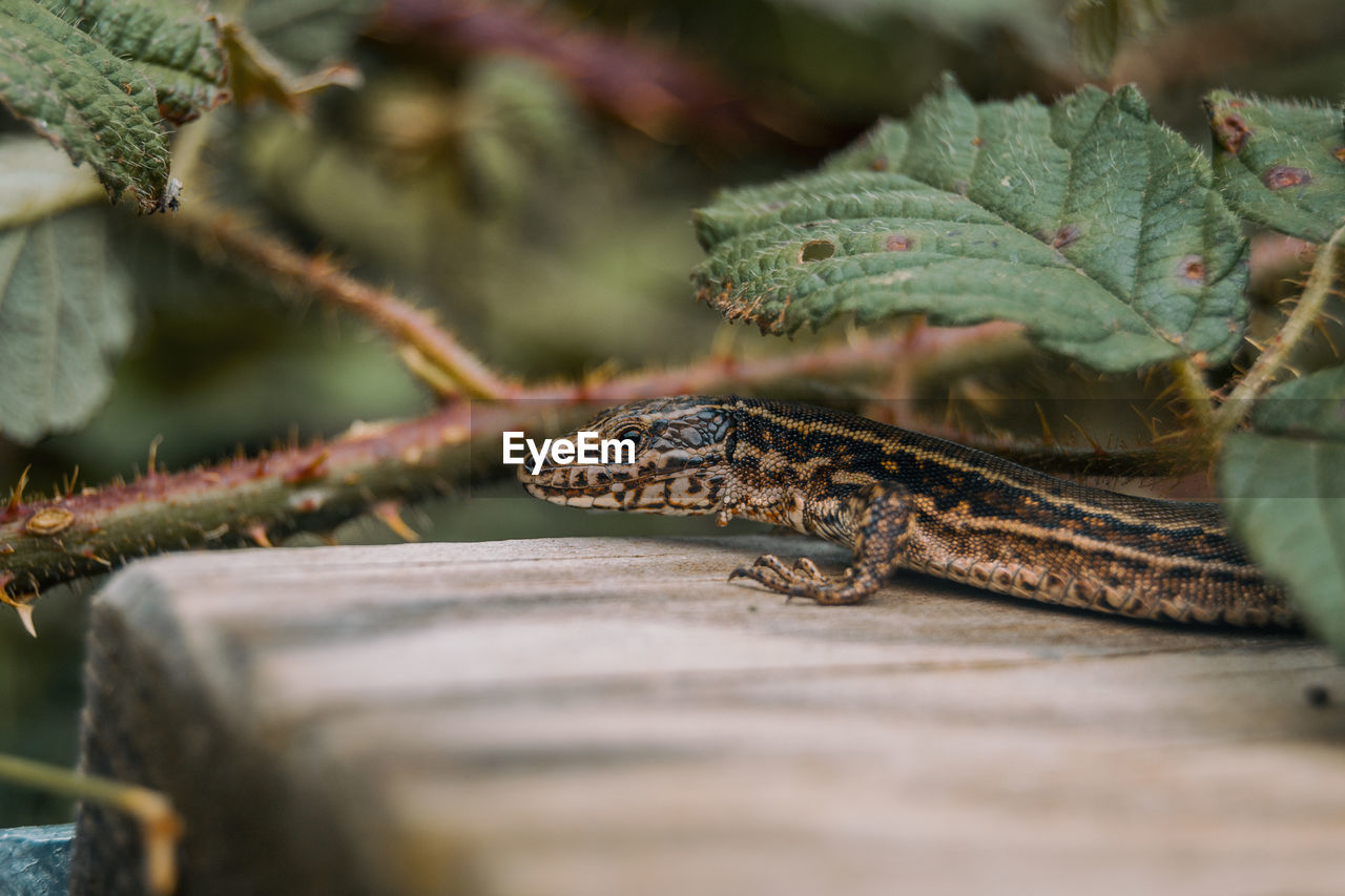 Close-up of lizard on retaining wall