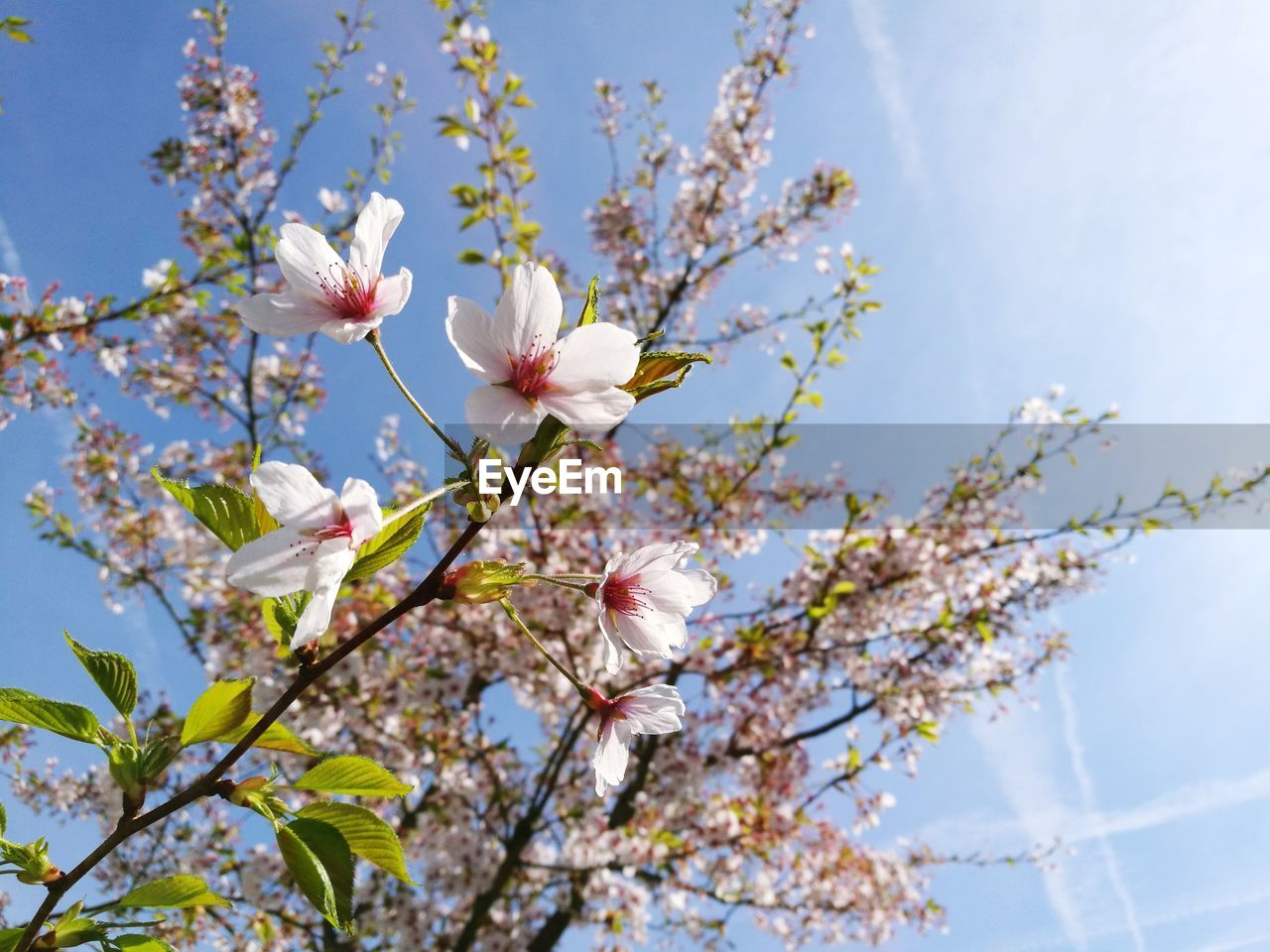 LOW ANGLE VIEW OF WHITE FLOWERS ON TREE