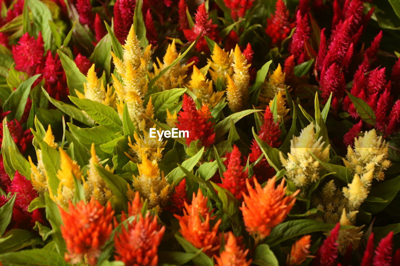 Close-up of red flowering plants